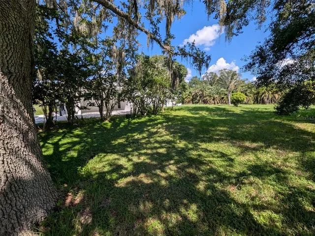 a view of a yard with plants and large trees