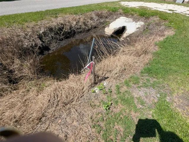 a view of a yard with a palm tree