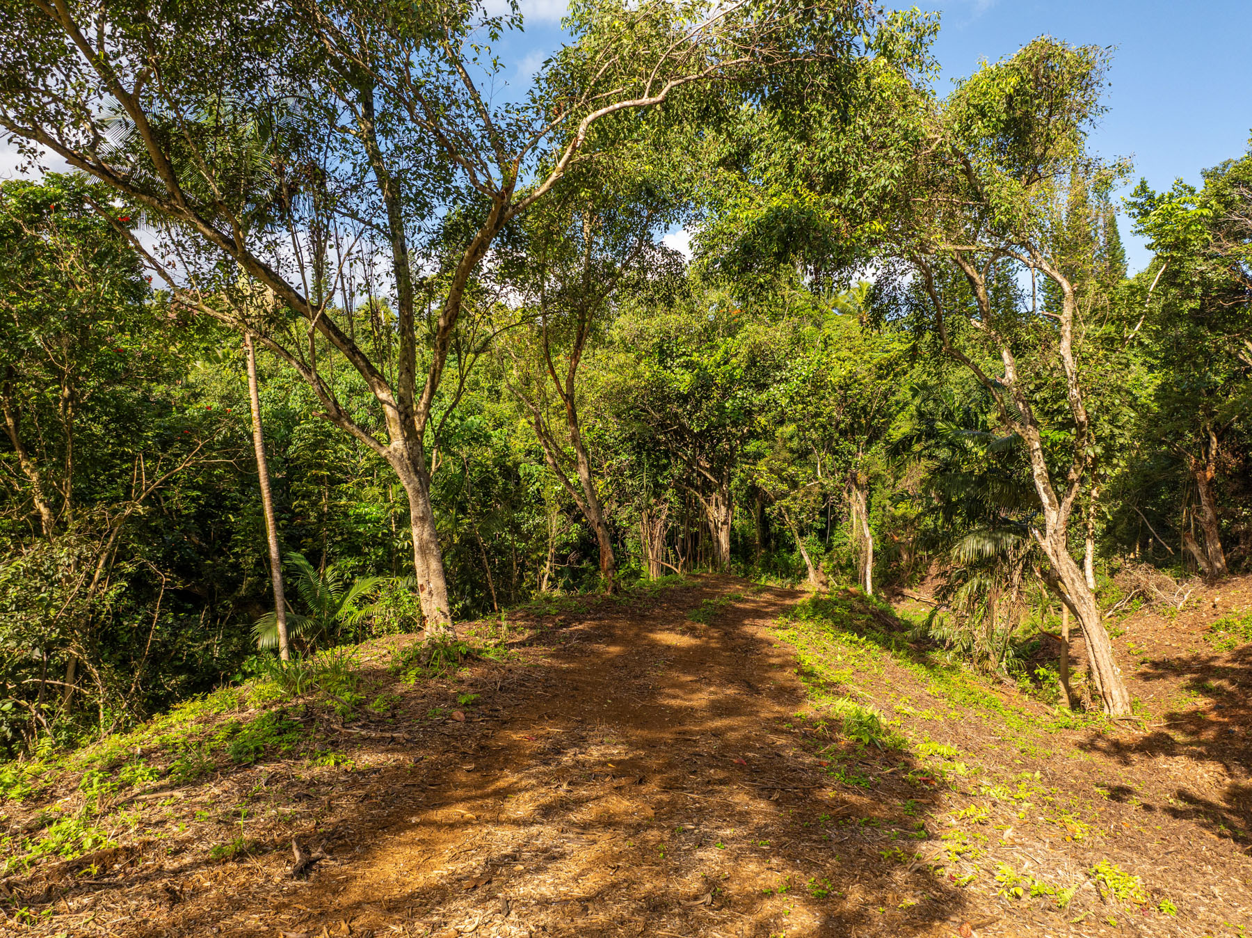 a view of outdoor space with trees