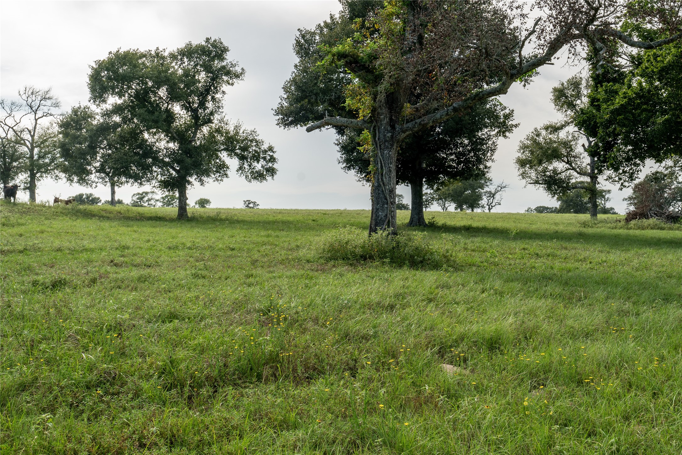 0 Aztec Lane Cat Spring, TX 78933 - Photo 21 of 24