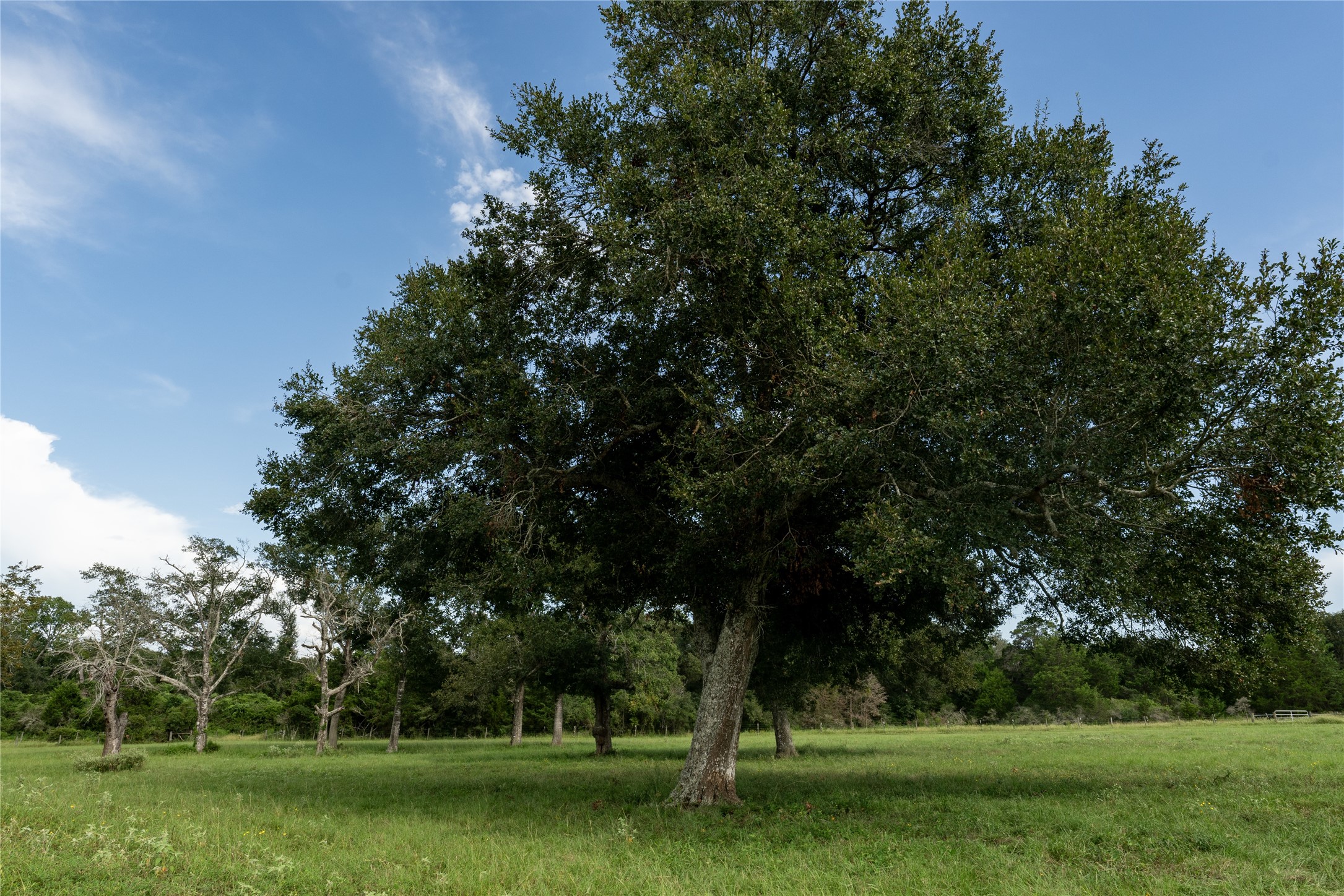 0 Aztec Lane Cat Spring, TX 78933 - Photo 4 of 24 Beautiful large oak trees