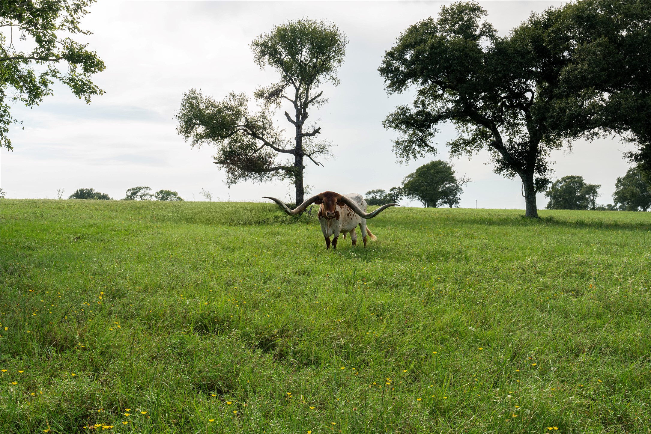 0 Aztec Lane Cat Spring, TX 78933 - Photo 9 of 24