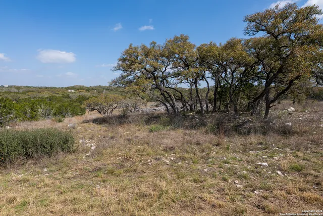 a view of a forest with trees in the background