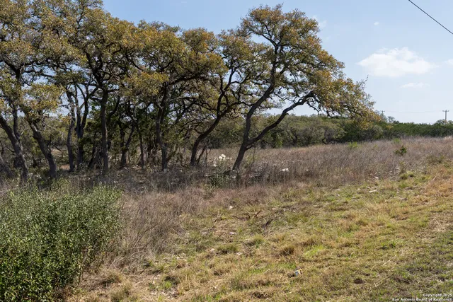 a view of a yard with a tree