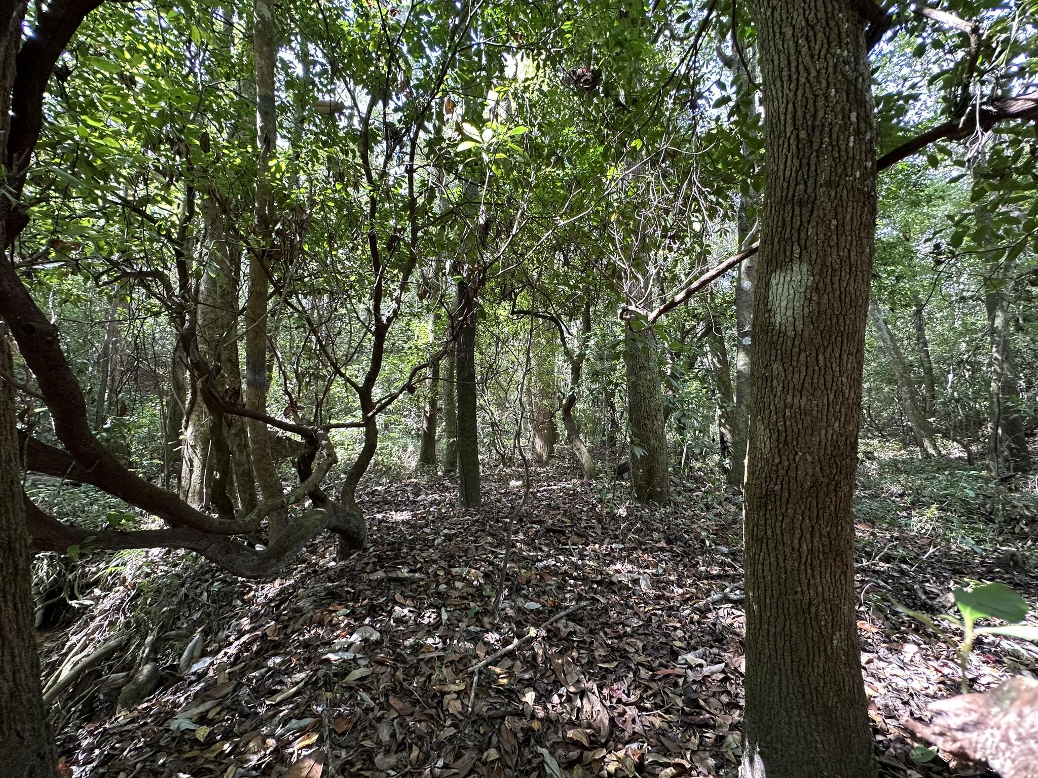 Parcel E New Ebenezer Road Laurel Hill, FL 32567 - Photo 19 of 20 a view of a forest