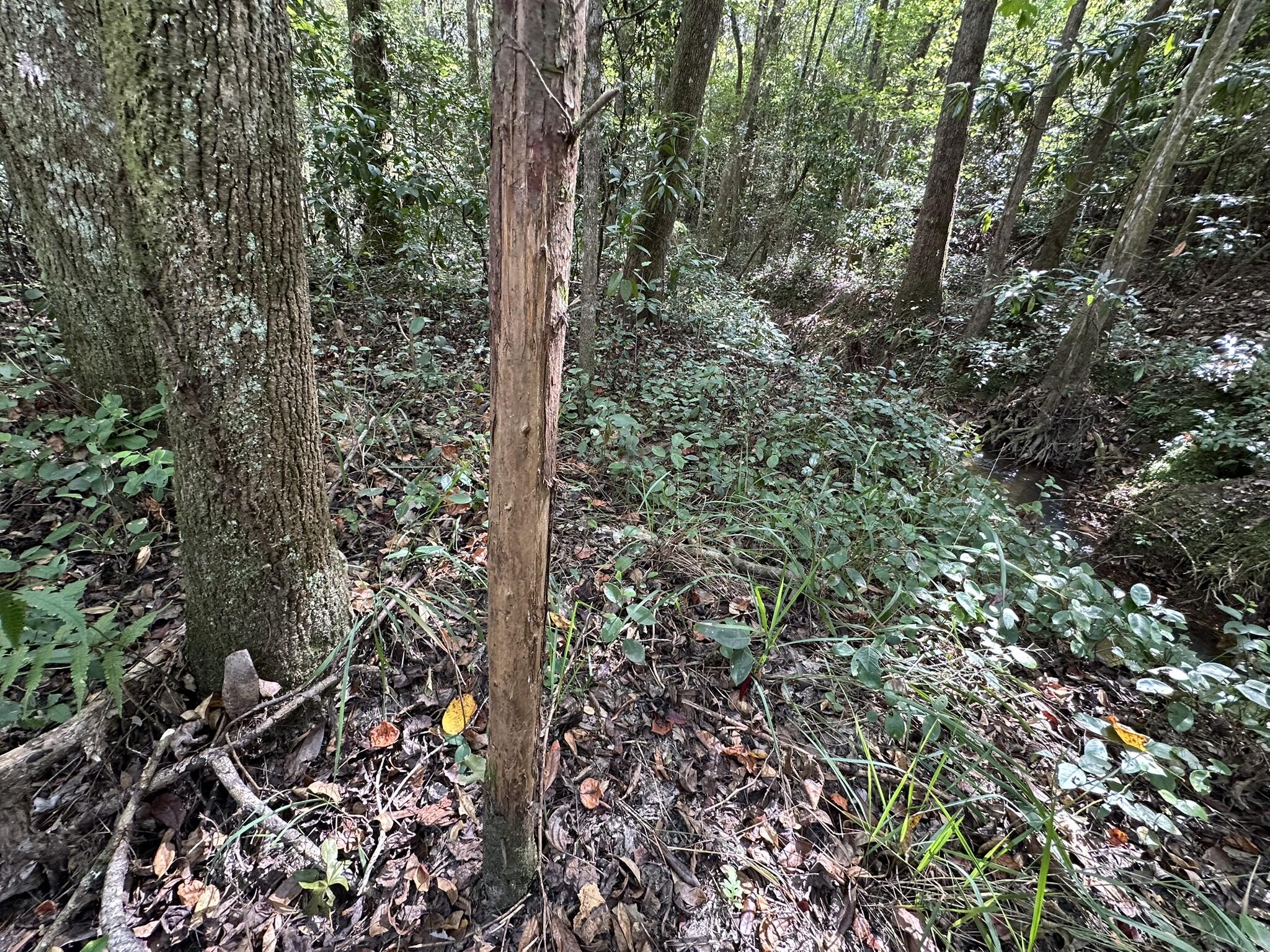 Parcel E New Ebenezer Road Laurel Hill, FL 32567 - Photo 5 of 20 a view of forest