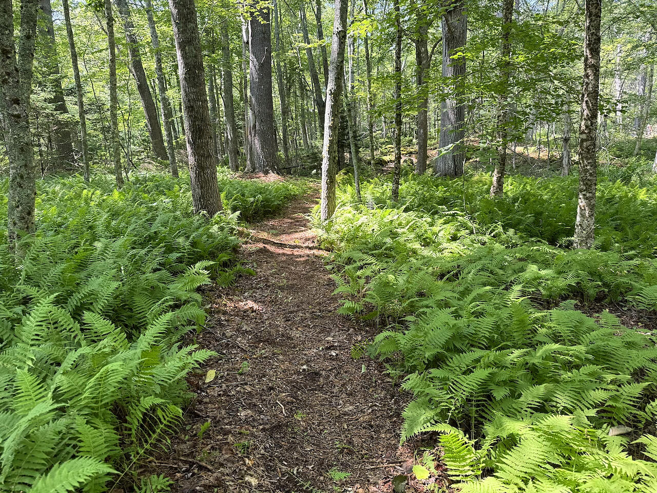 196 Pemaquid Harbor Road Bristol, ME 04558 - Photo 3 of 13 Woodland Path to Waterfront