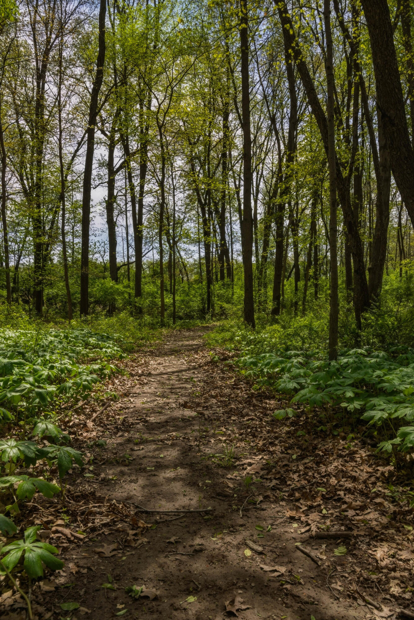 7051 Bowerman Road Horton, MI 49246 - Photo 75 of 89 75__dsc7029