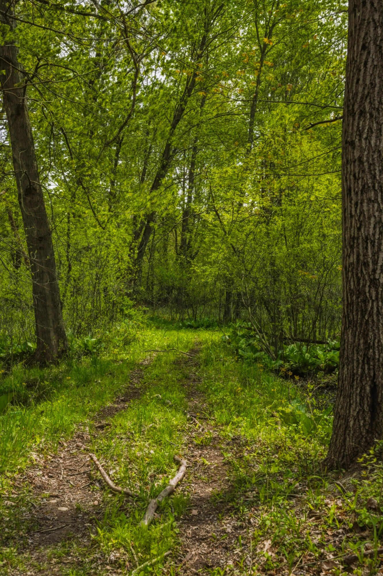 7051 Bowerman Road Horton, MI 49246 - Photo 77 of 89 80__dsc7134