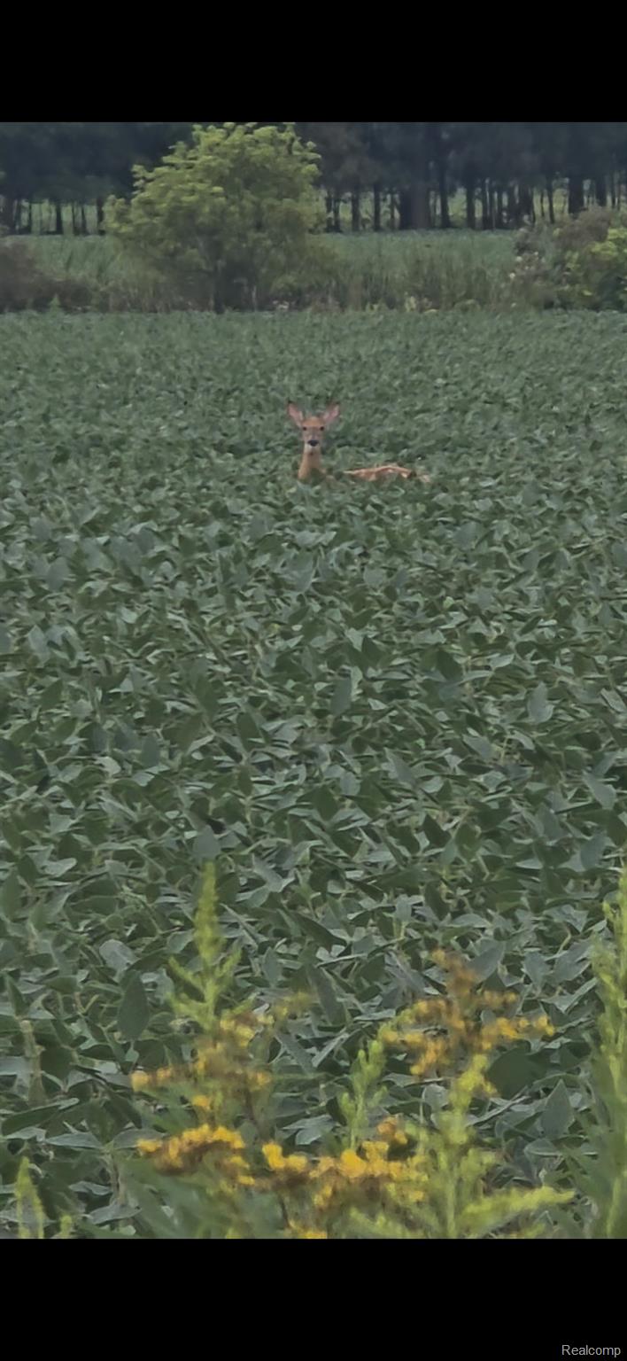 2611 Miller Road Allenton, MI 48002 - Photo 33 of 41 Farmers field w small deer