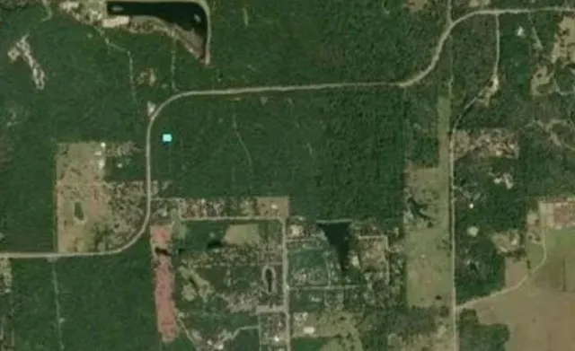 a view of a lush green forest with large trees