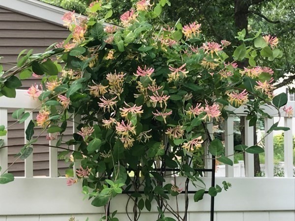 6 Oakland Road Reading, MA 01867 - Photo 31 of 34 Gallery Image 31