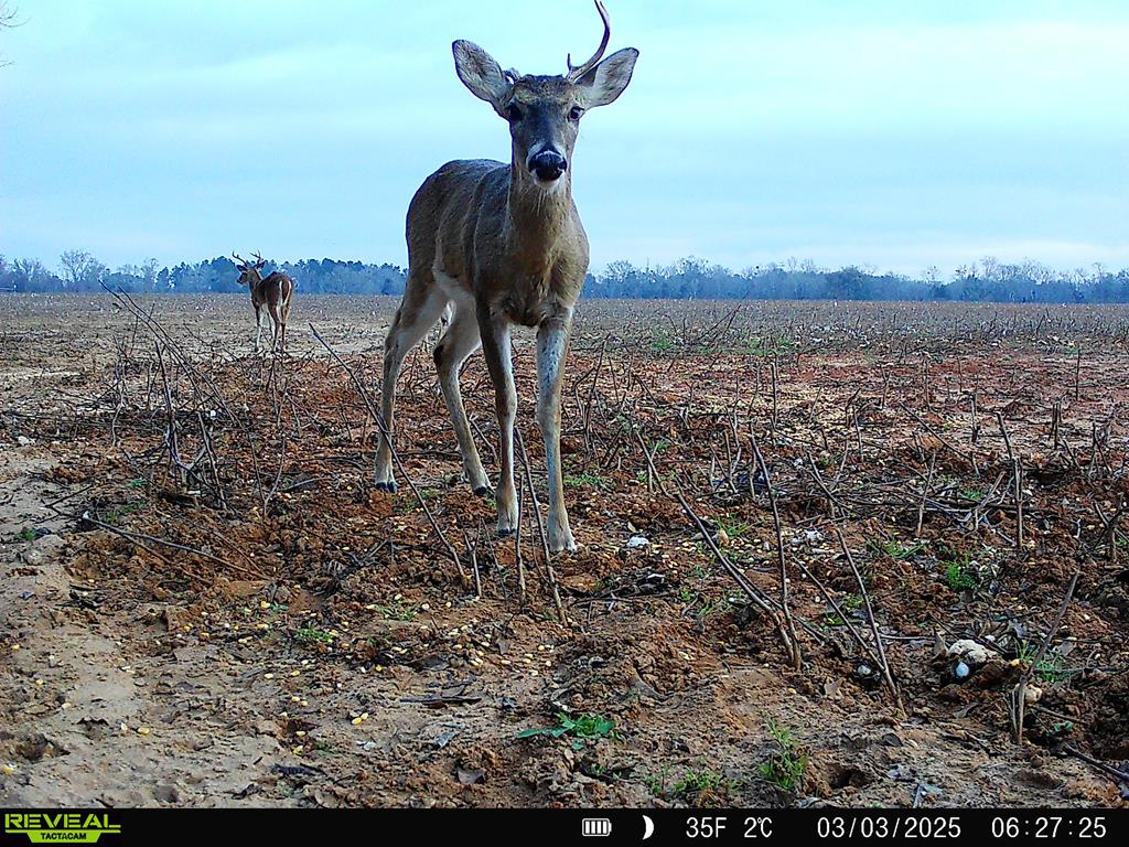 0 Macedonia Ch Road Columbia, AL 36319 - Photo 54 of 61