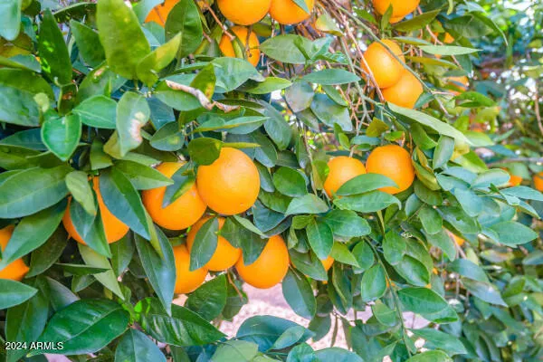 $5,500 | 1568 East San Remo Avenue, Gilbert, AZ 85234