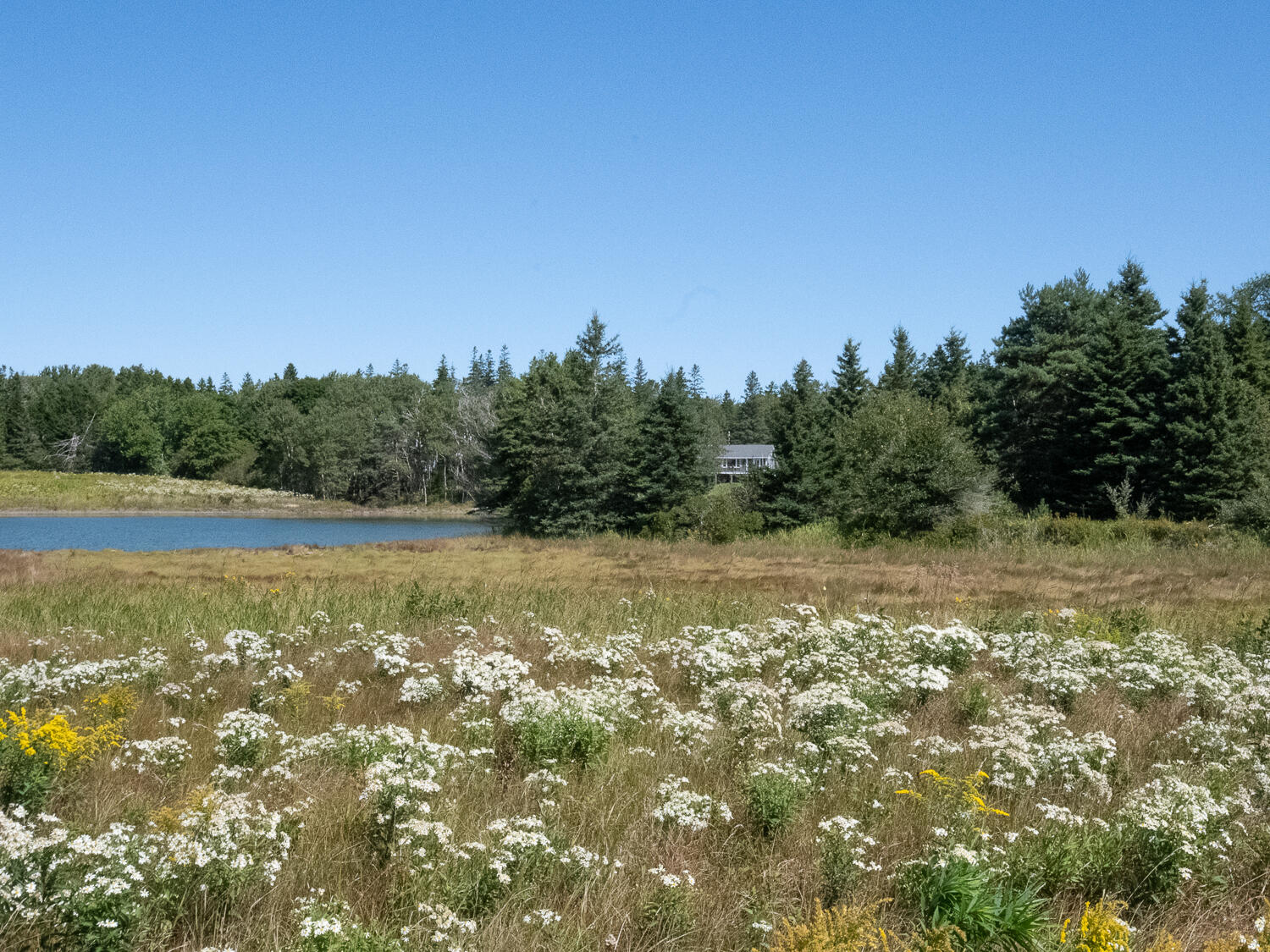 29 Anns Point Road Bass Harbor, ME 04653 - Photo 41 of 42 View from Kelly Farm