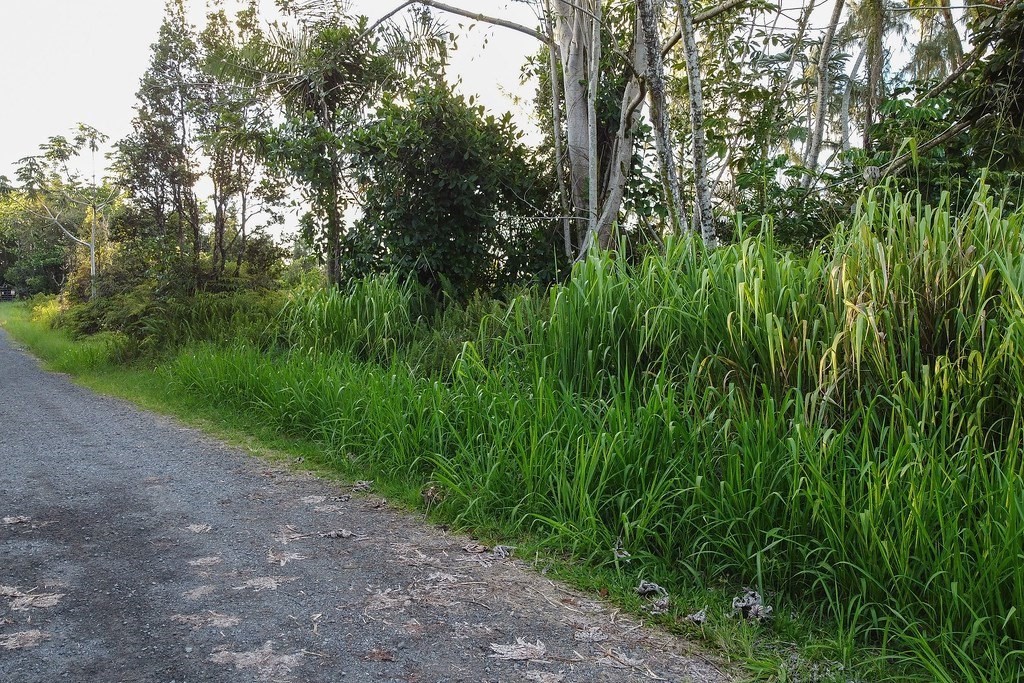 126 'a' Road Keaau, HI 96749 - Photo 7 of 9 Gallery Image 7