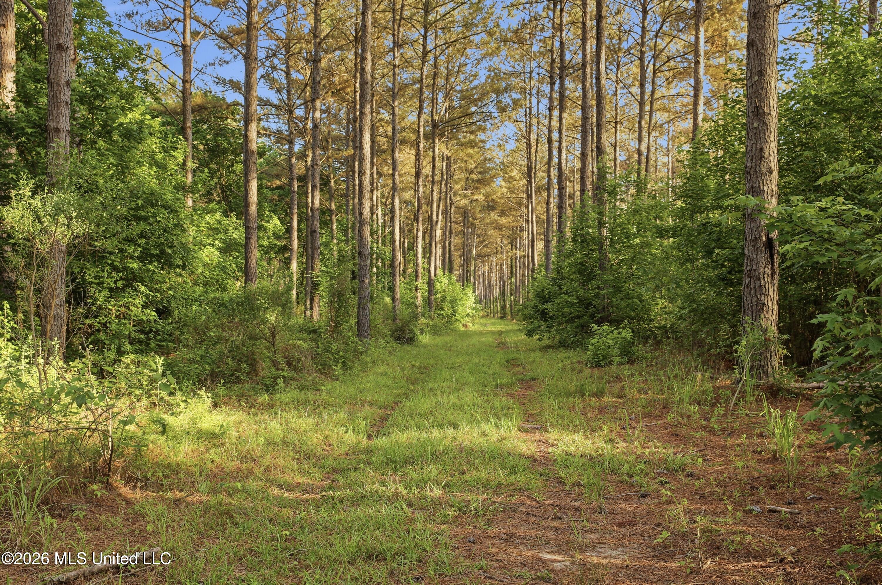 425 Rose Hill Road Bentonia, MS 39040 - Photo 123 of 150 DF4E1734-5E30-42AD-9982-8E77F095D722