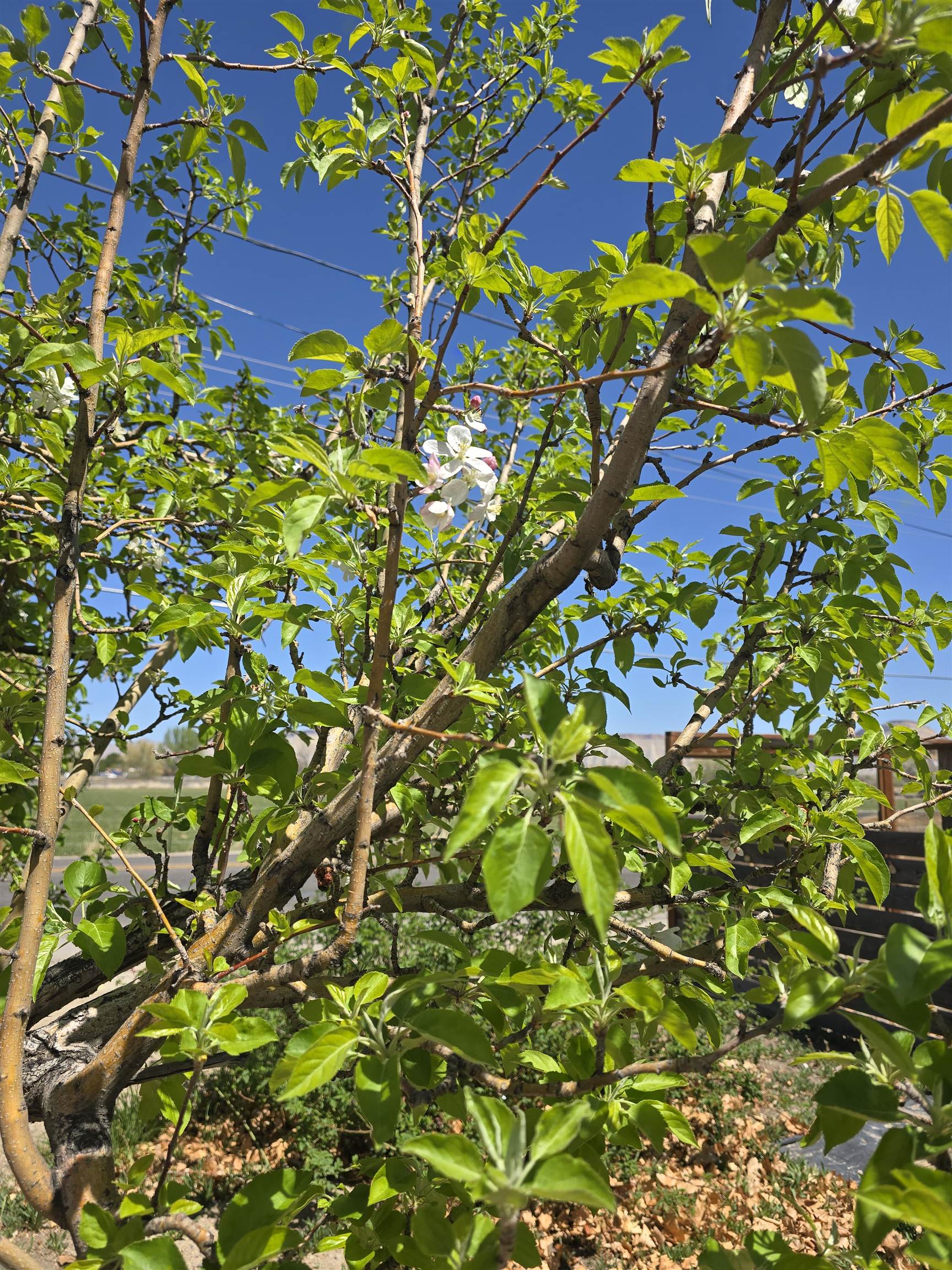 3055 E Road Grand Junction, CO 81504 - Photo 32 of 32 a picture of a tree