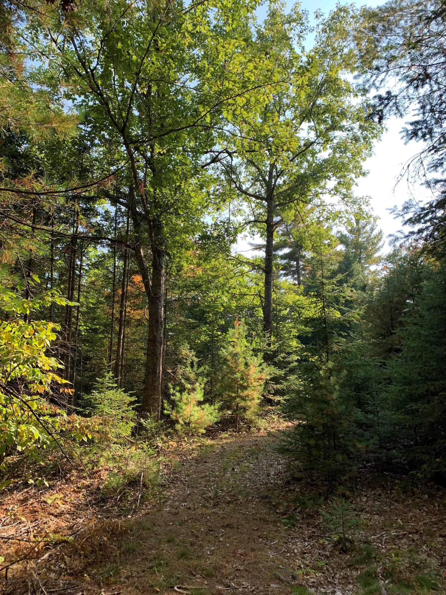 48 Willis Road Bucksport, ME 04416 - Photo 38 of 44 Woods trail 1