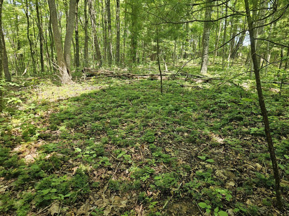 5618 Ellison Ridge Road Jumping Branch, WV 25969 - Photo 10 of 39 Gallery Image 10