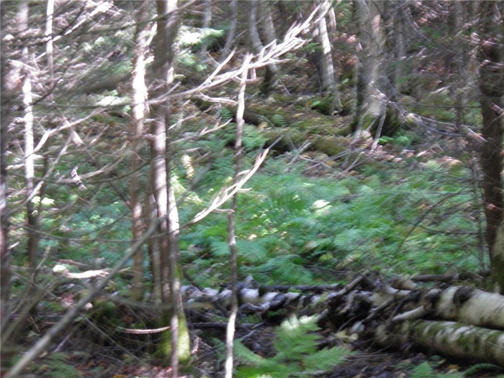 0 Edelheid Road Sandy River Plt, ME 04970 - Photo 20 of 22 Photo