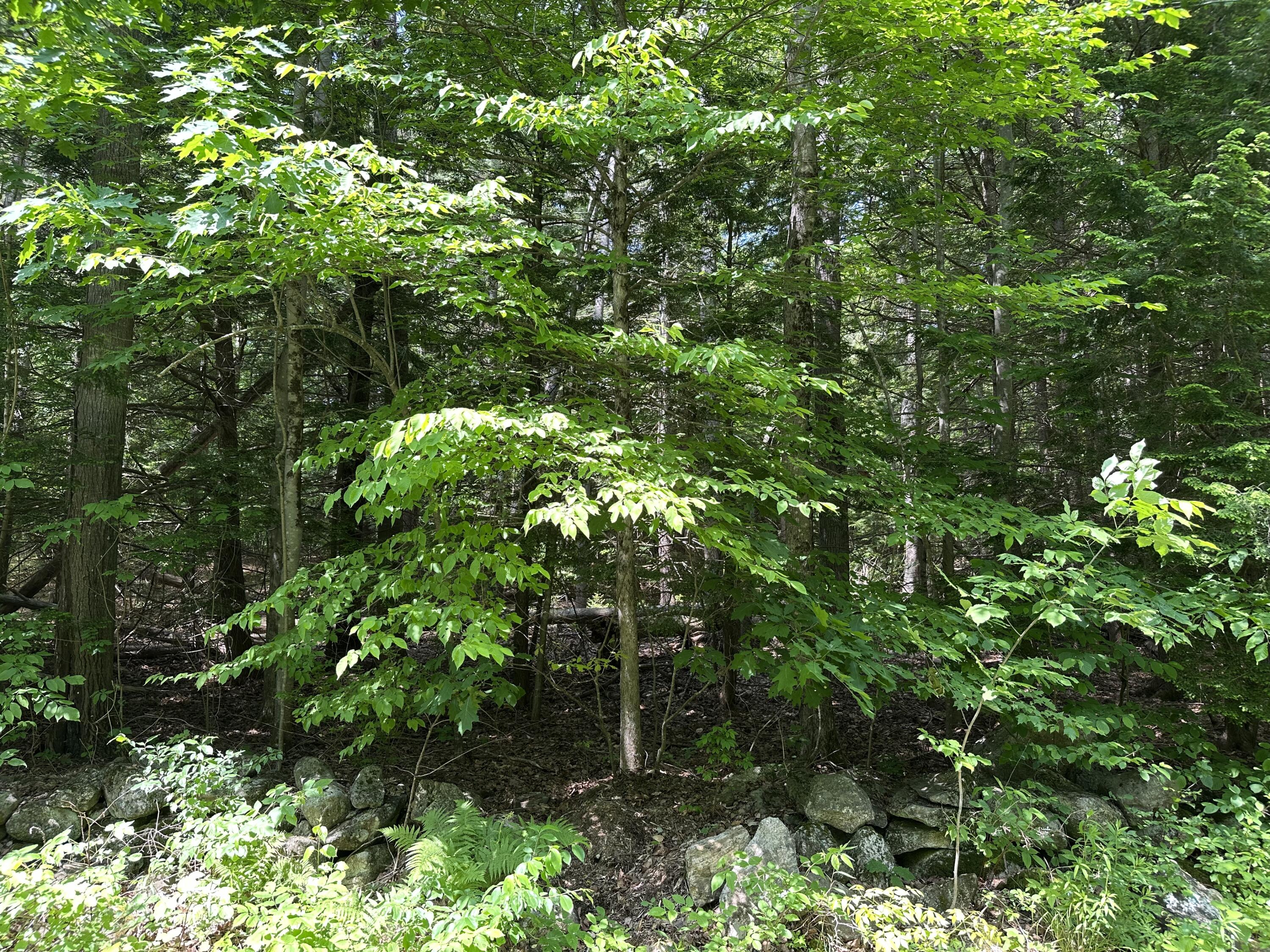 0 Dingley Road Bowdoinham, ME 04008 - Photo 1 of 2 4.2 Acres