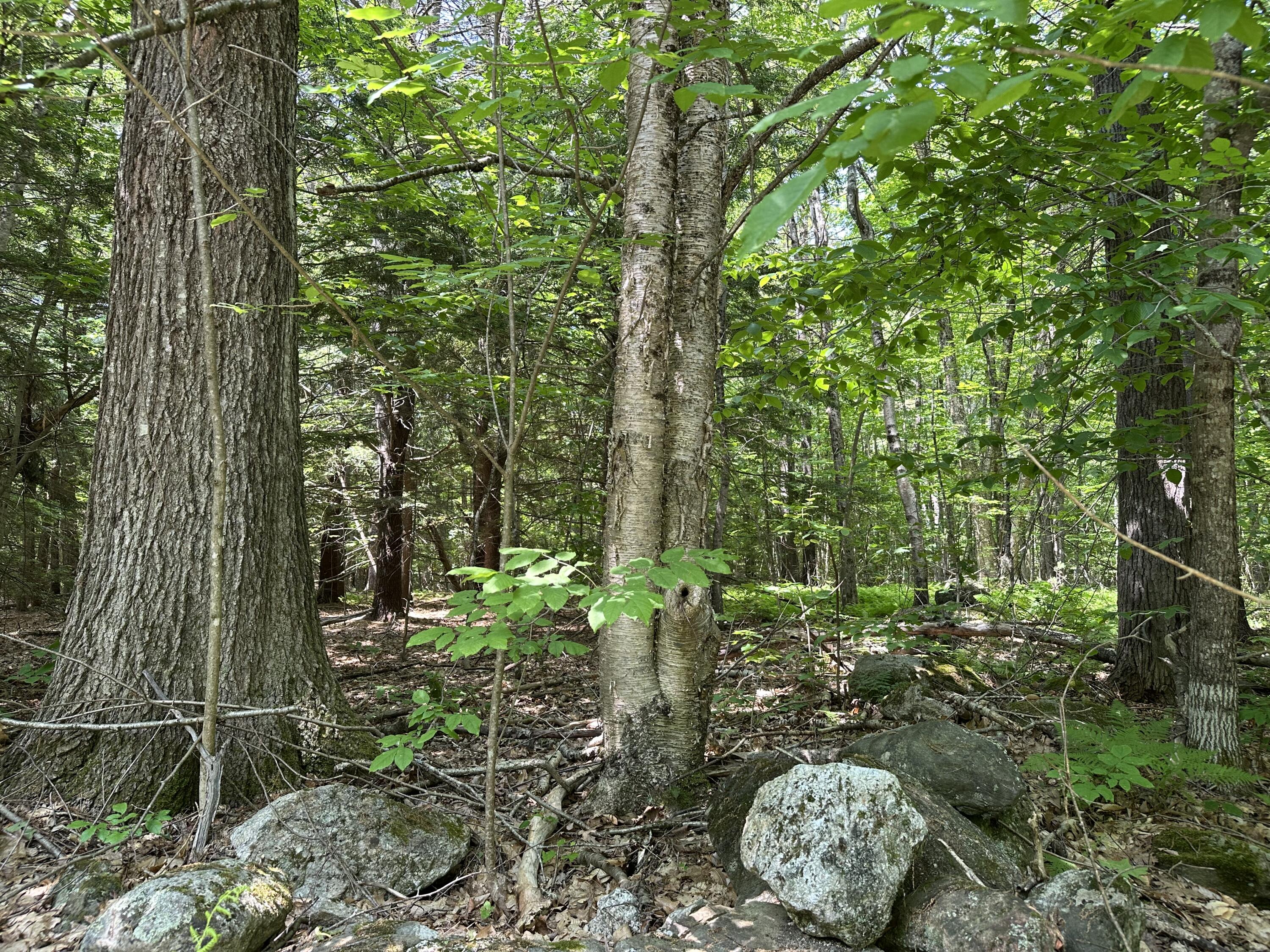0 Dingley Road Bowdoinham, ME 04008 - Photo 2 of 2 Level, Rock Wall