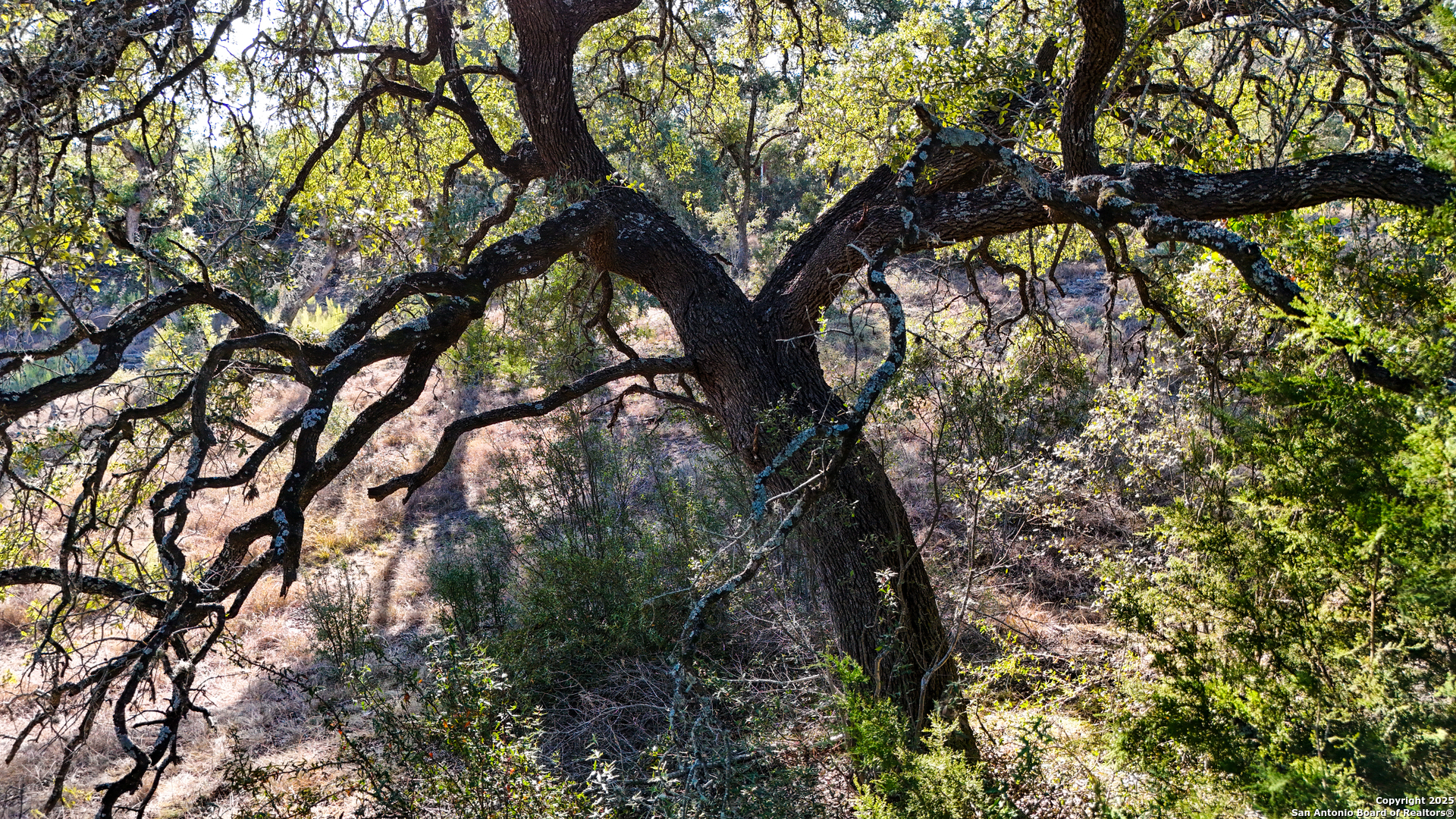 3010 Campestres Spring Branch, TX 78070 - Photo 17 of 30 a picture of tree