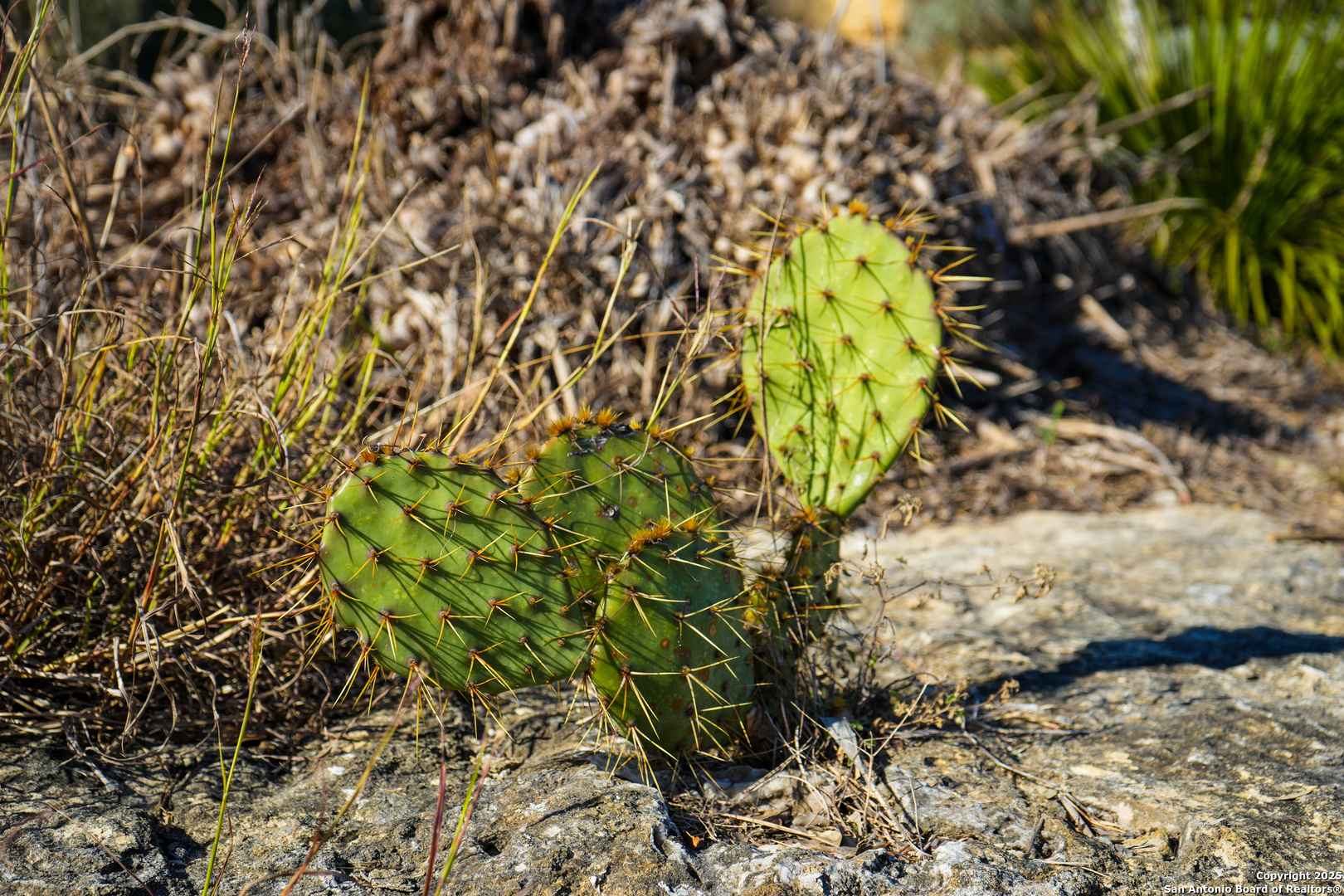 3010 Campestres Spring Branch, TX 78070 - Photo 20 of 30
