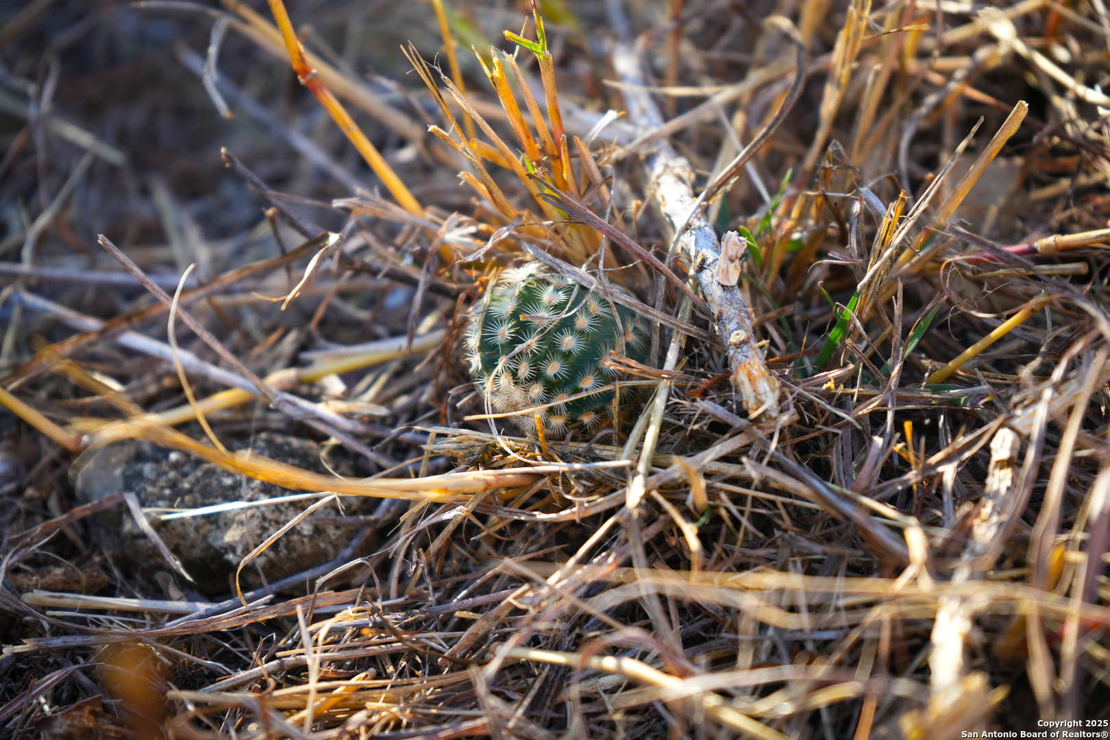3010 Campestres Spring Branch, TX 78070 - Photo 22 of 30