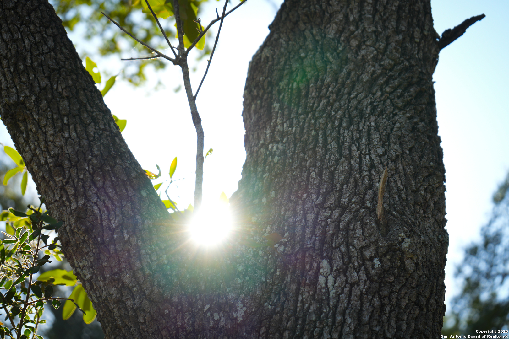 3010 Campestres Spring Branch, TX 78070 - Photo 24 of 30