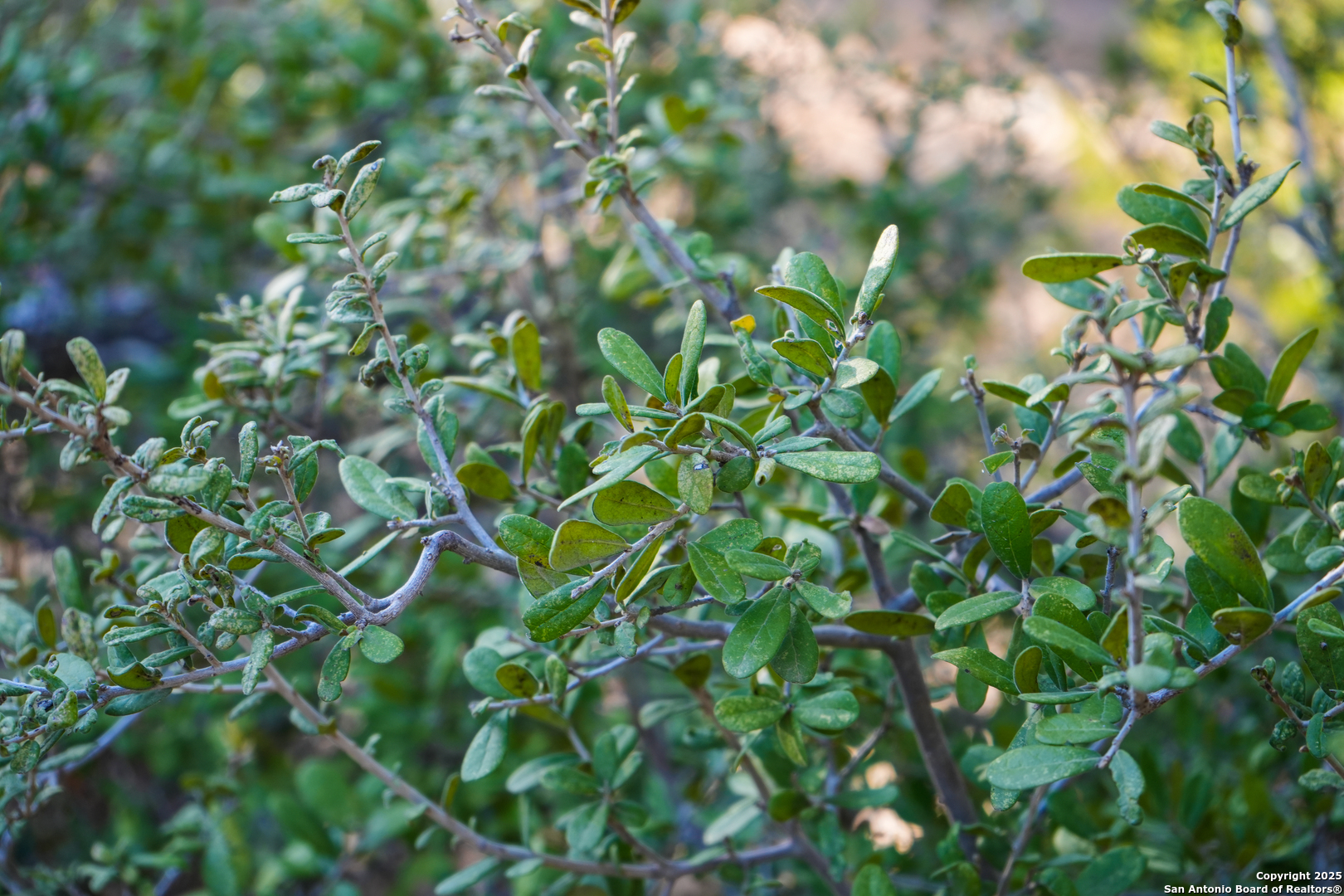 3010 Campestres Spring Branch, TX 78070 - Photo 25 of 30 a backyard of a tree