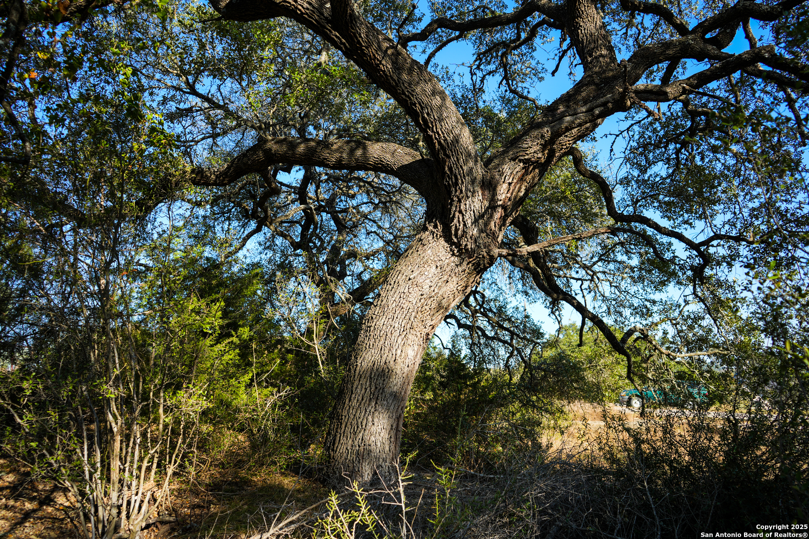 3010 Campestres Spring Branch, TX 78070 - Photo 26 of 30 a view of tree