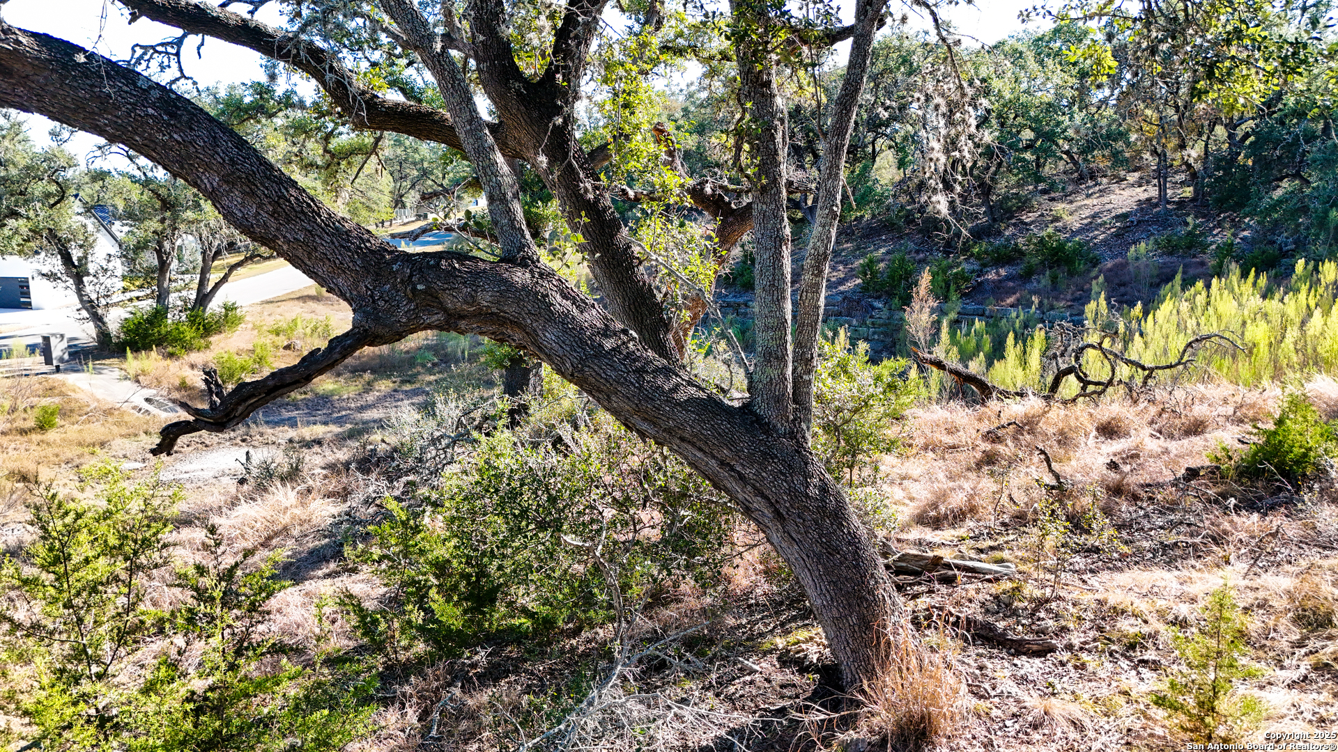 3010 Campestres Spring Branch, TX 78070 - Photo 9 of 30 a view of a tree in a yard