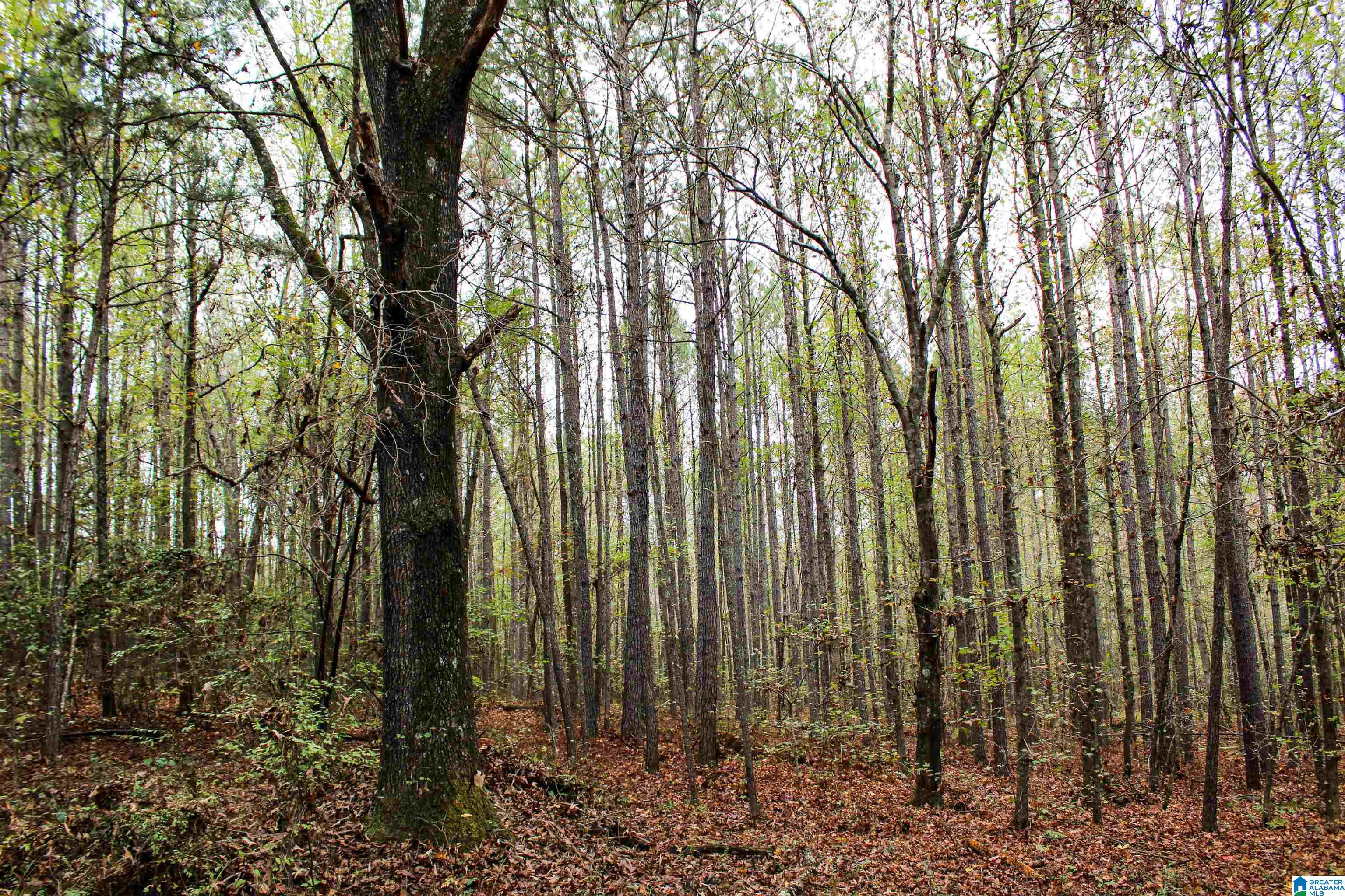 0 Spring Hill Road Nauvoo, AL 35578 - Photo 24 of 44