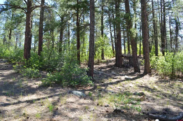 a view of a forest with trees in the background