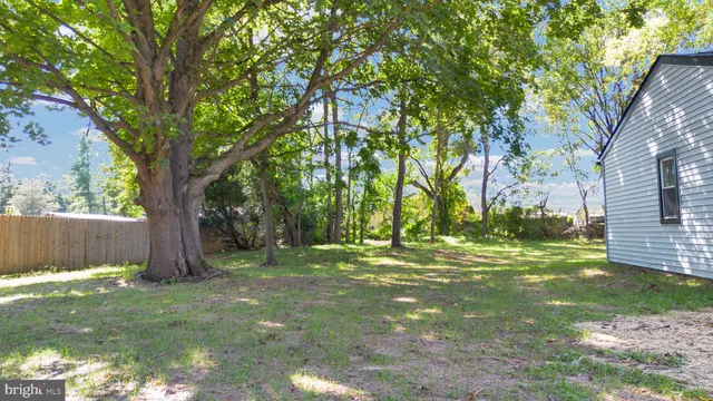 a view of a trees in a yard