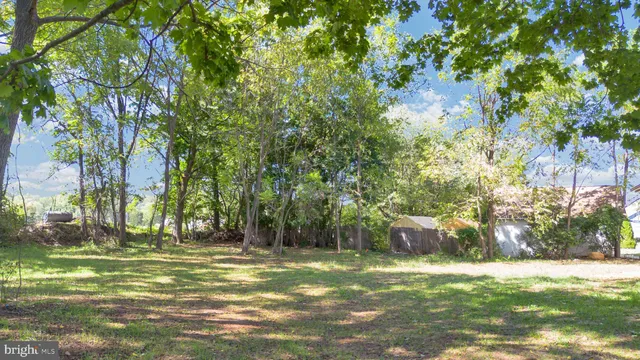 a view of a trees in a yard