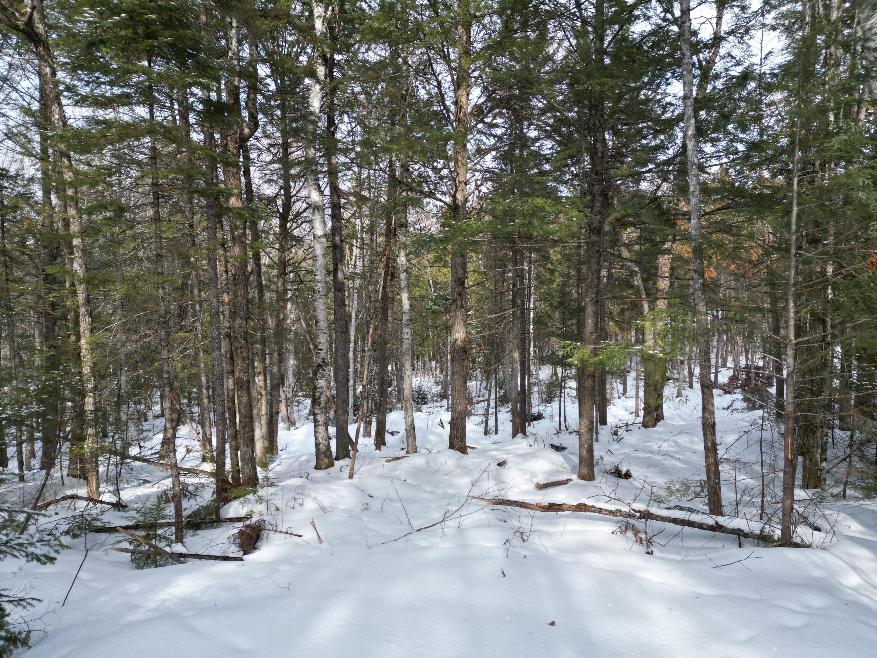 12 Falcon Ridge Lincoln, ME 04457 - Photo 5 of 10 DJI_0024