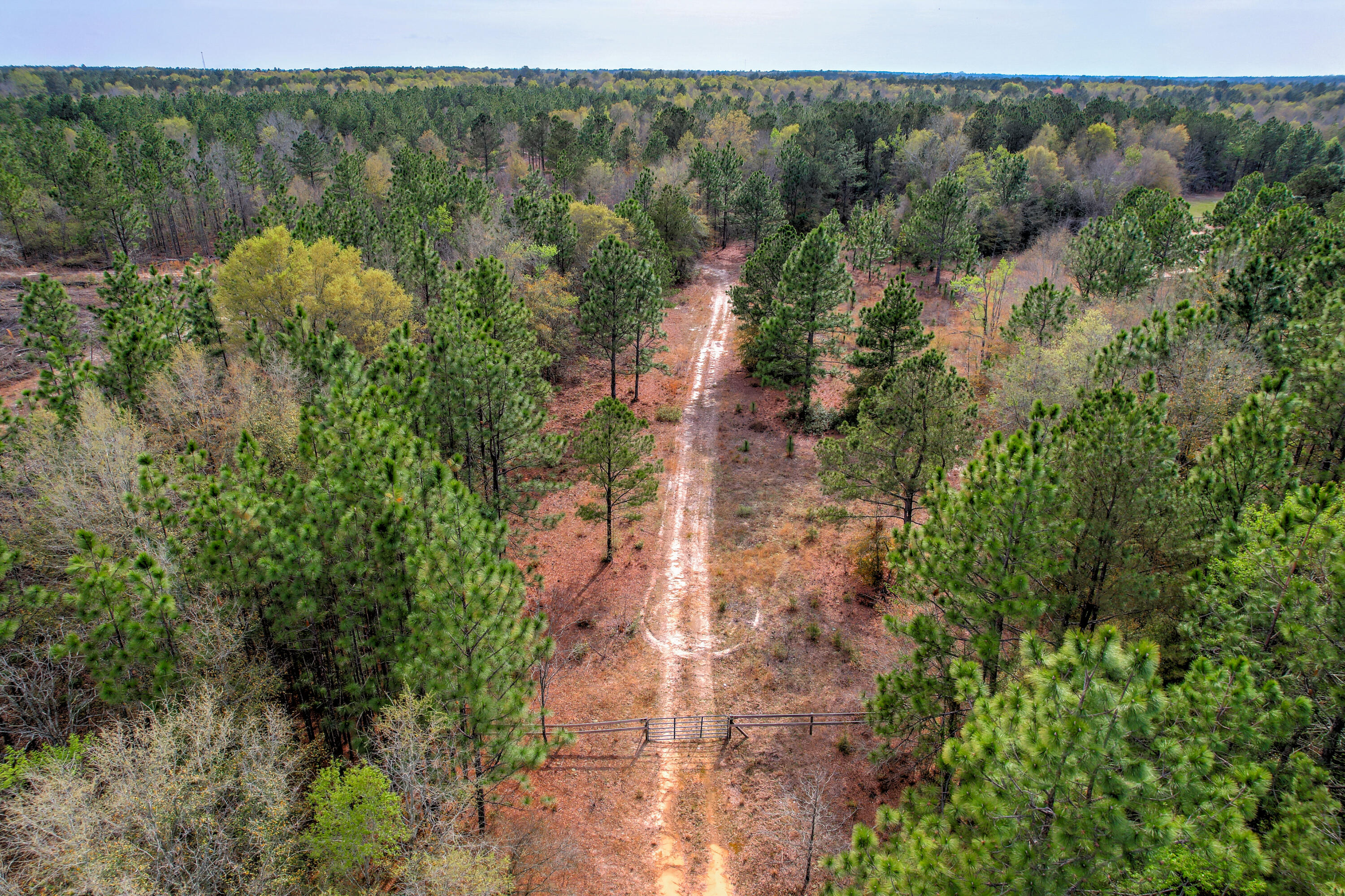 11-acres North 11-acres N Windsor Road Windsor, SC 29856 - Photo 3 of 16