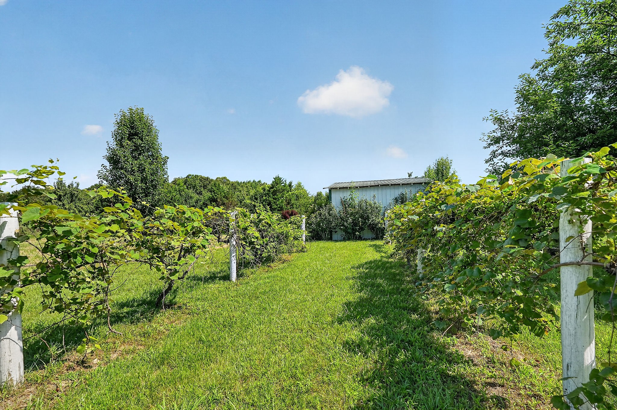1600 Magness Road McMinnville, TN 37110 - Photo 9 of 63