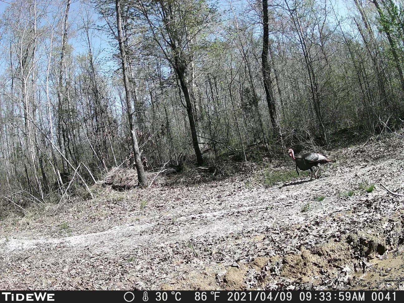 2355 Sylvia Road Dickson, TN 37055 - Photo 7 of 8 Gallery Image 7