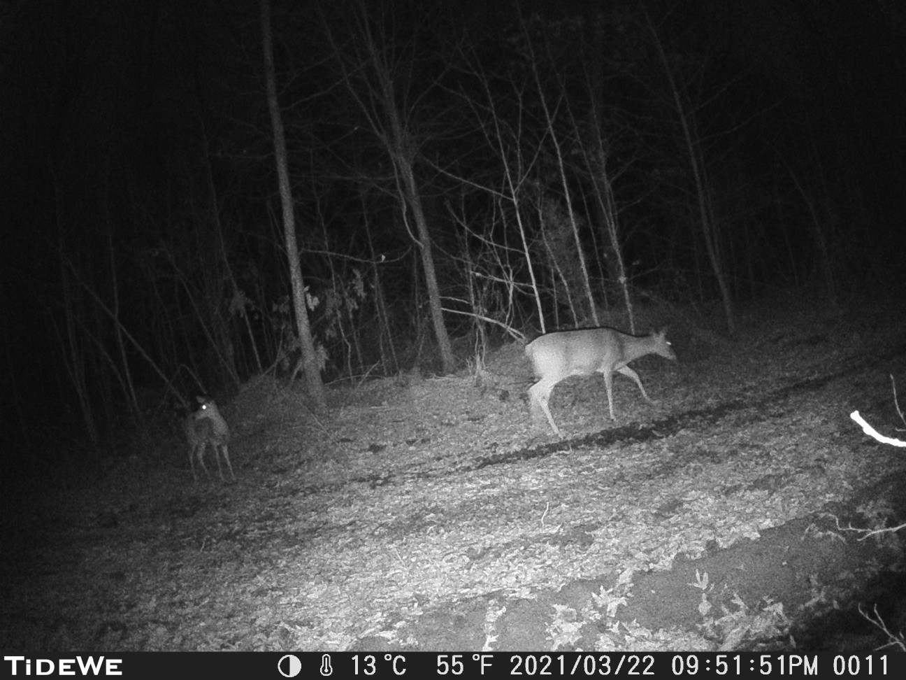 2355 Sylvia Road Dickson, TN 37055 - Photo 8 of 8 Gallery Image 8