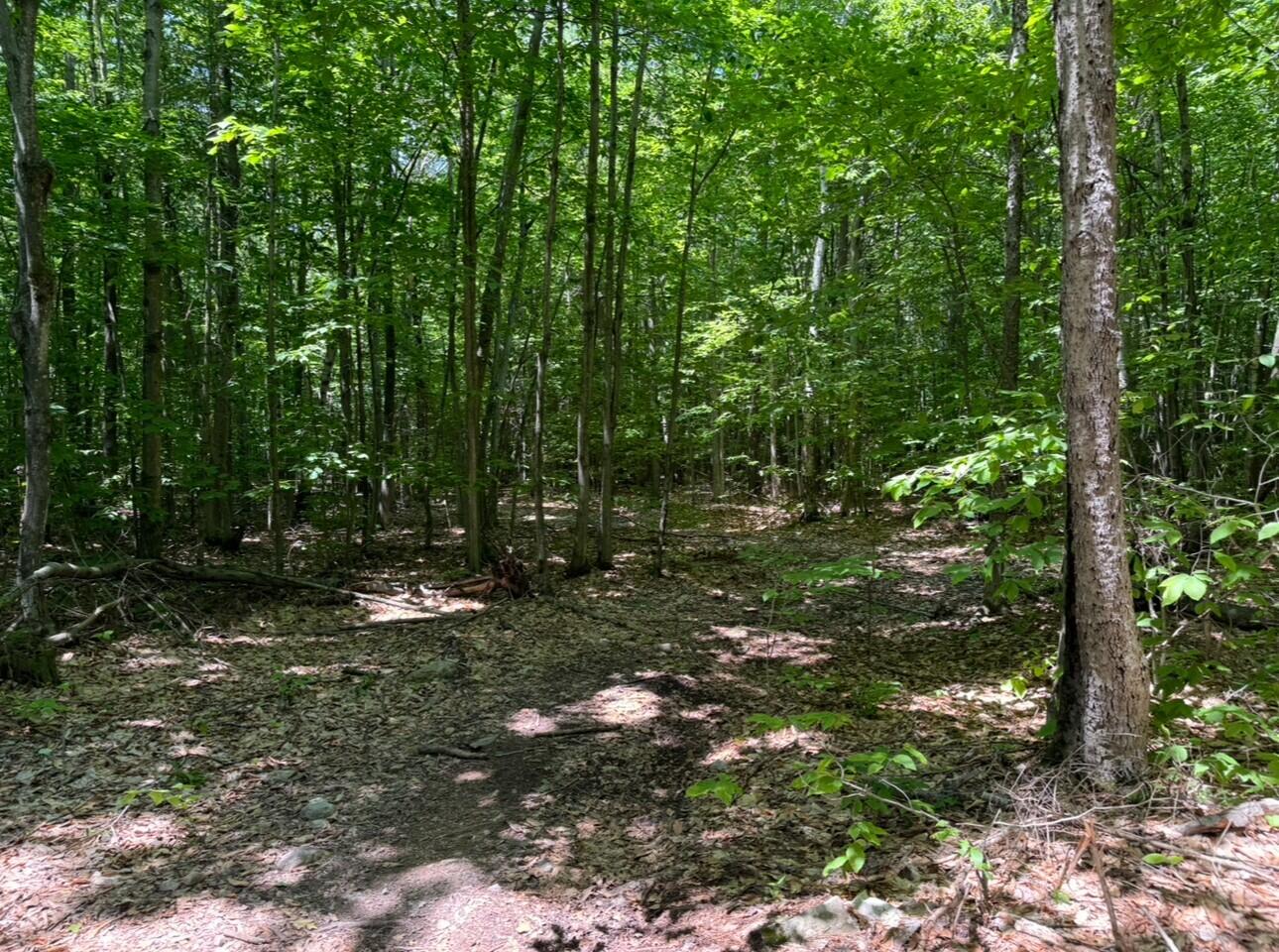0 Flat Rock Road Morrisonville, NY 12962 - Photo 3 of 6 Flat 4