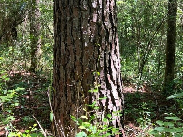 5.24-ac Adams Pond Road Opp, AL 36467 - Photo 12 of 18 Gallery Image 12