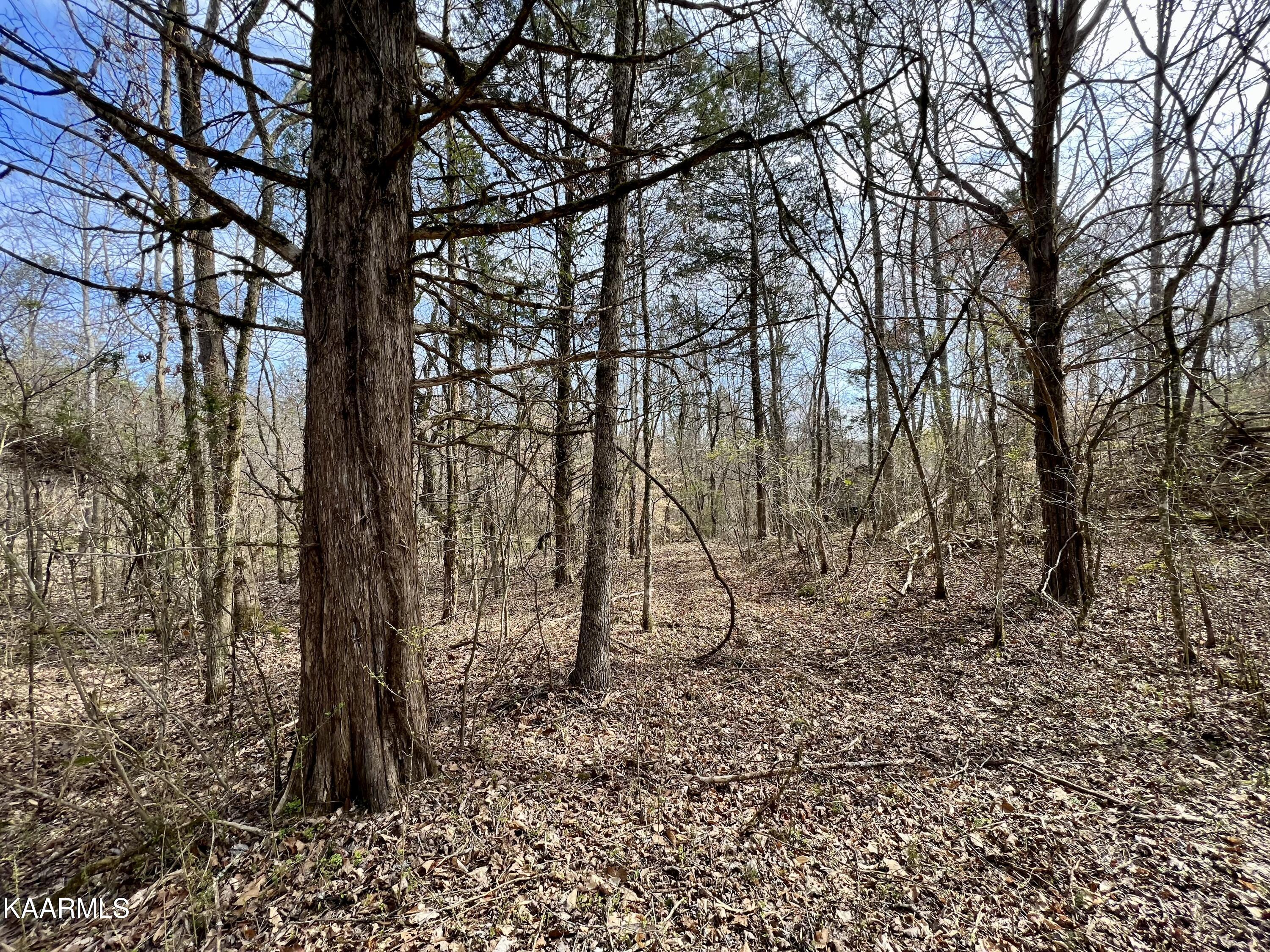 Ten Dry Fork Valley Road Philadelphia, TN 37846 - Photo 51 of 56 IMG_5536
