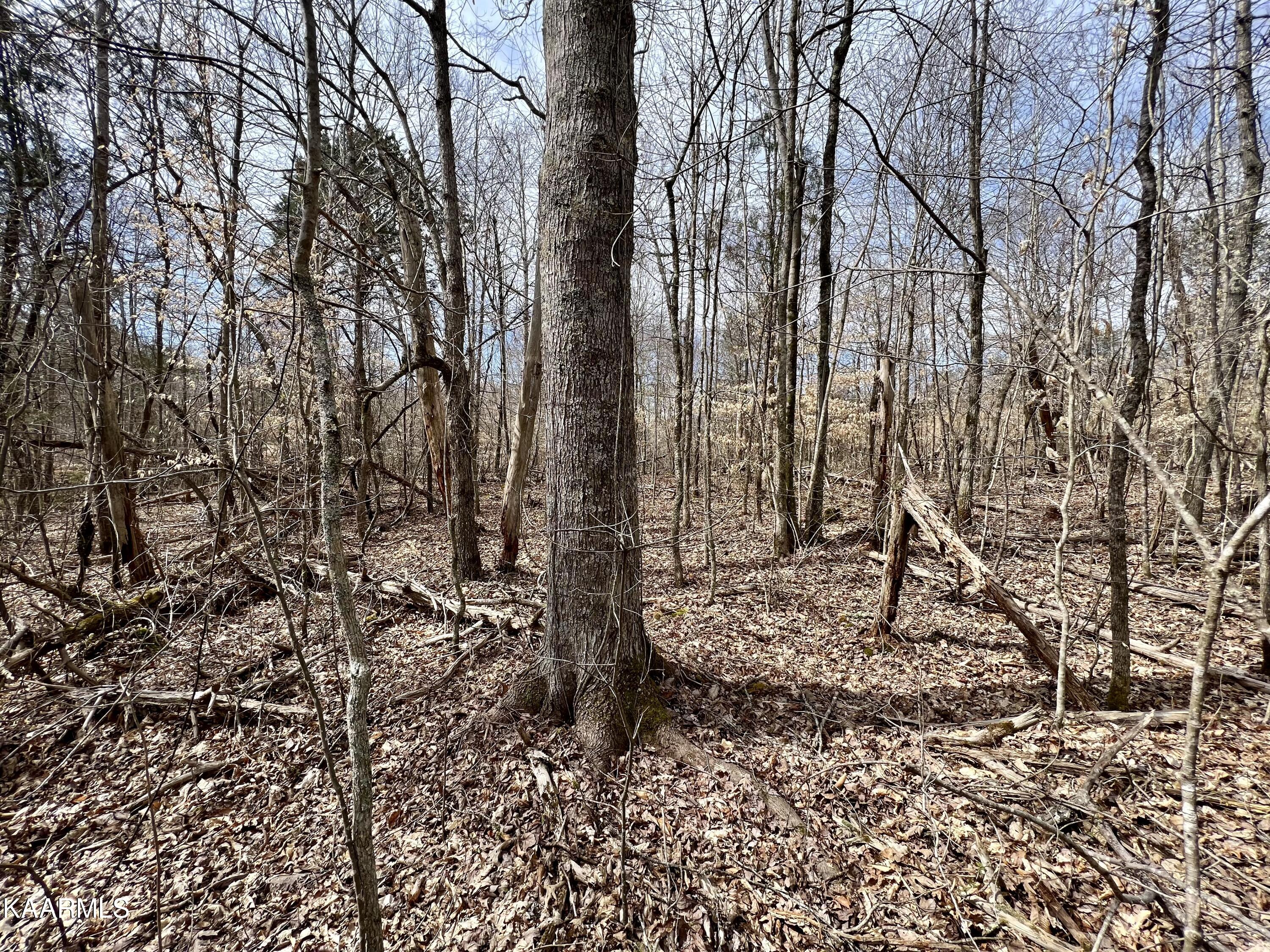 Ten Dry Fork Valley Road Philadelphia, TN 37846 - Photo 54 of 56 IMG_5551