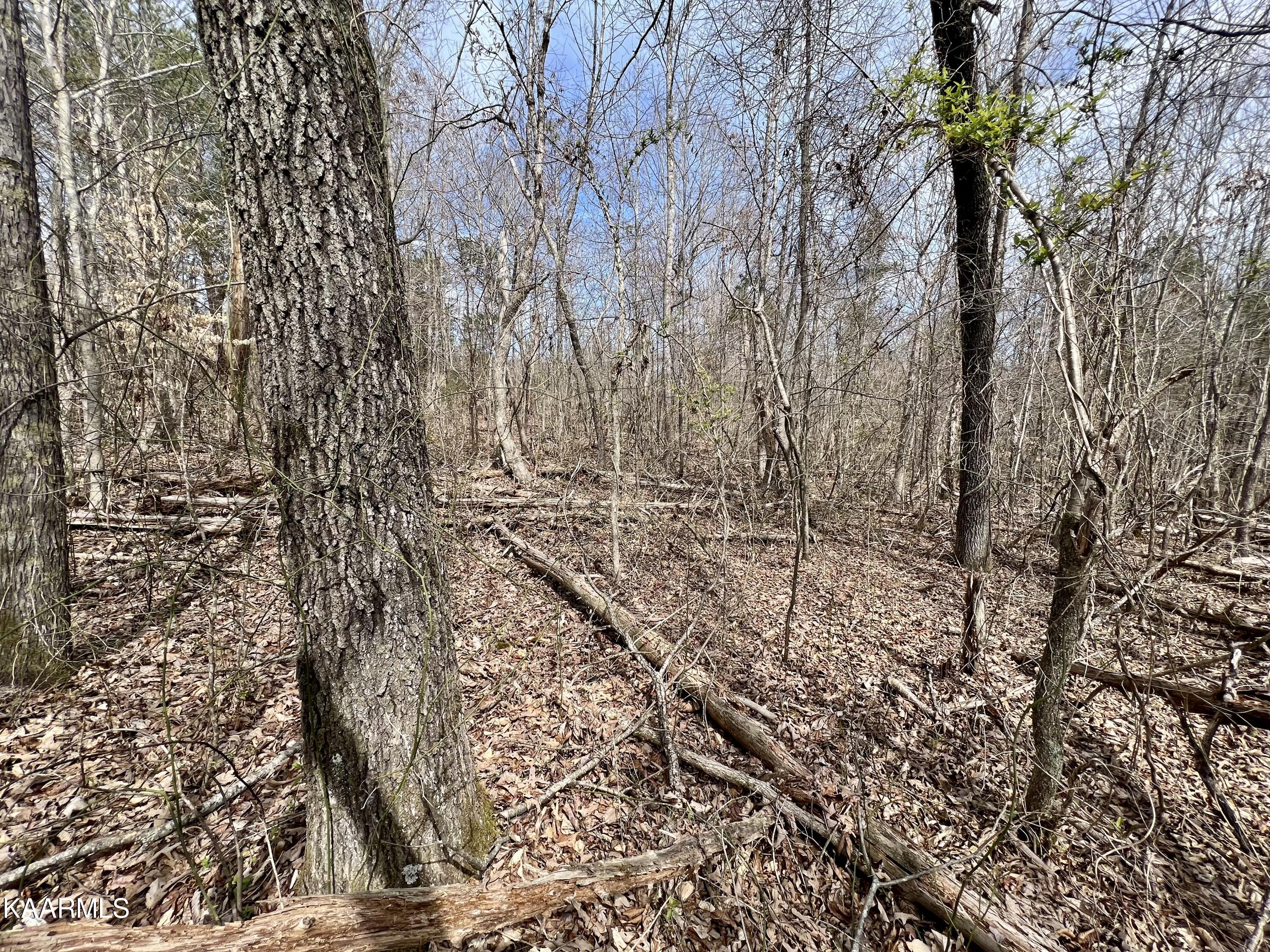 Ten Dry Fork Valley Road Philadelphia, TN 37846 - Photo 55 of 56 IMG_5552