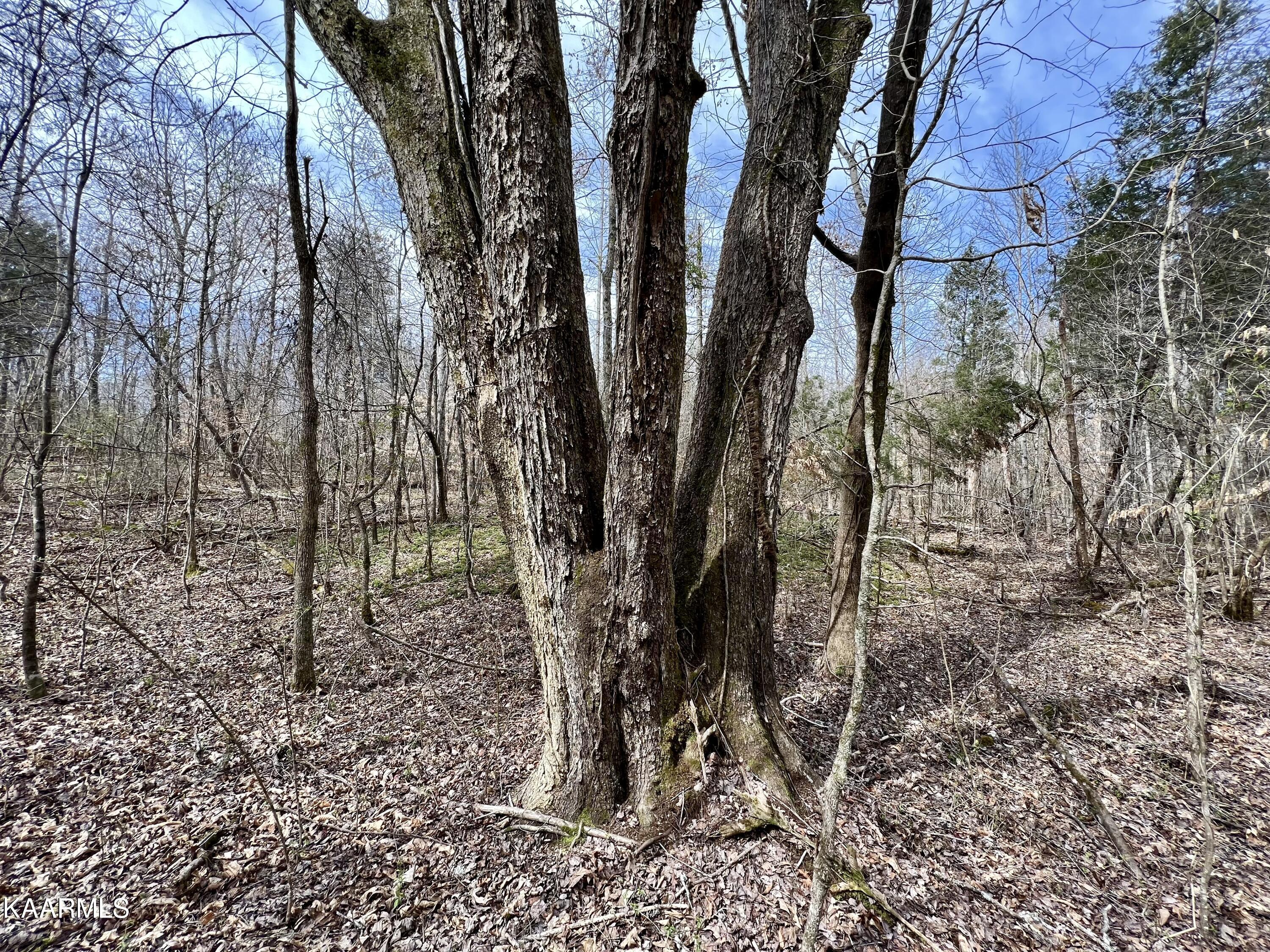 Ten Dry Fork Valley Road Philadelphia, TN 37846 - Photo 56 of 56 IMG_5553