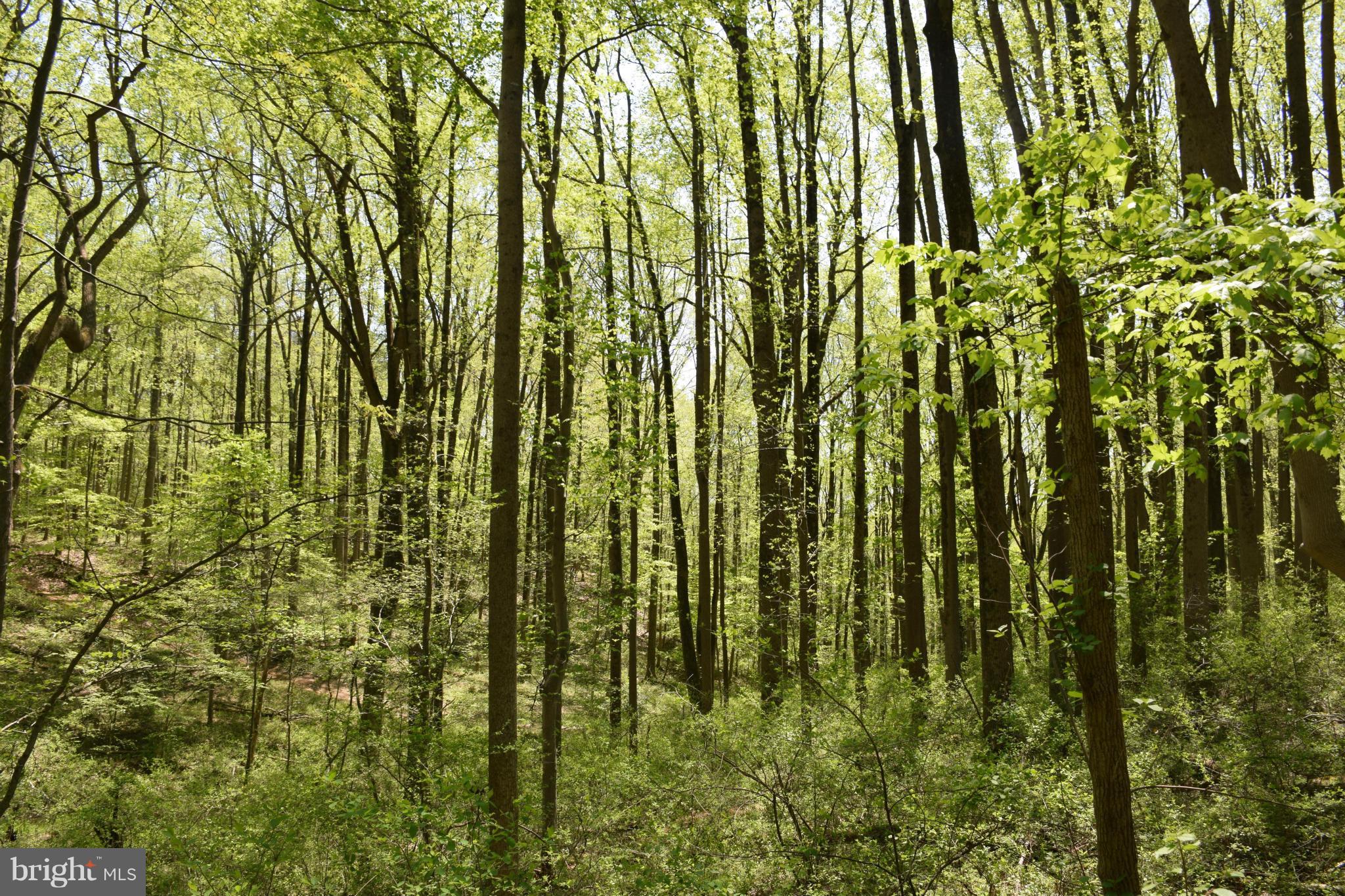 8585 Reservoir Road Fulton, MD 20759 - Photo 1 of 6 Wooded Lot